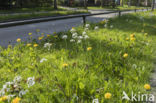 Pinksterbloem (Cardamine pratensis)