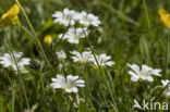 Akkerhoornbloem (Cerastium arvense)