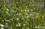 Field Mouse-ear (Cerastium arvense)