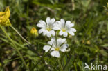 Akkerhoornbloem (Cerastium arvense)