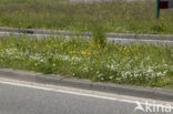 Field Mouse-ear (Cerastium arvense)