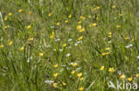 Field Mouse-ear (Cerastium arvense)