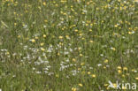 Field Mouse-ear (Cerastium arvense)