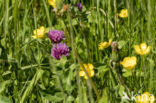 Rode klaver (Trifolium pratense)