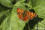 Comma (Polygonia c-album)