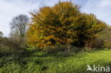 Beech (Fagus sylvatica)