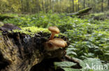 Echte honingzwam (Armillaria mellea)