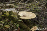 Zadelzwam (Polyporus squamosus)