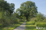 Ash (Fraxinus excelsior)