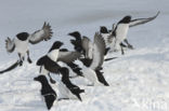 Razorbill (Alca torda)