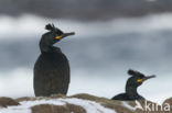 Kuifaalscholver (Phalacrocorax aristotelis)