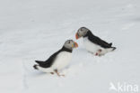 Atlantic Puffin (Fratercula arctica)