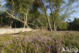 Heather