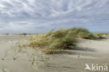 National Park Schiermonnikoog