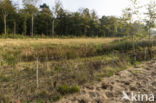 Natuurbrug Laarderhoogt