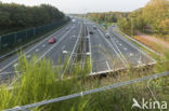 Natuurbrug Laarderhoogt