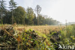 Natuurbrug Laarderhoogt