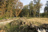 Natuurbrug Laarderhoogt