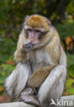 Barbary ape