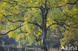 Silver Birch (Betula pendula)