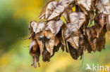 Golden Raintree (Koelreuteria paniculata)