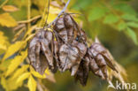 Gele zeepboom (Koelreuteria paniculata)