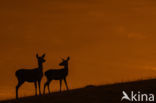 Red Deer (Cervus elaphus)