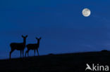 Red Deer (Cervus elaphus)