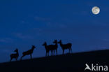 Red Deer (Cervus elaphus)