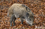 Wild Boar (Sus scrofa)