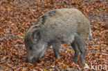 Wild Boar (Sus scrofa)