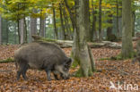 Wild Boar (Sus scrofa)