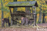 Red Deer (Cervus elaphus)