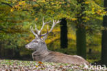 Red Deer (Cervus elaphus)