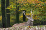 Red Deer (Cervus elaphus)