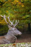 Red Deer (Cervus elaphus)