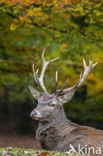 Red Deer (Cervus elaphus)