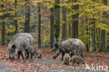 Wild Boar (Sus scrofa)