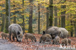 Wild Boar (Sus scrofa)