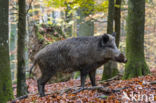 Wild Boar (Sus scrofa)