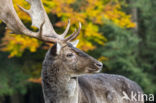 Fallow Deer (Dama dama)