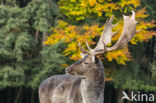 Fallow Deer (Dama dama)