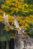 Fallow Deer (Dama dama)