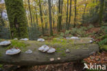 touchwood (Fomes fomentarius)