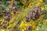 Gele zeepboom (Koelreuteria paniculata)