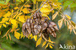 Gele zeepboom (Koelreuteria paniculata)