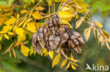 Golden Raintree (Koelreuteria paniculata)