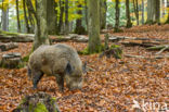 Wild Boar (Sus scrofa)