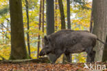 Wild Boar (Sus scrofa)