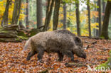 Wild Boar (Sus scrofa)